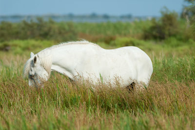 Close-up of dog on field against sky