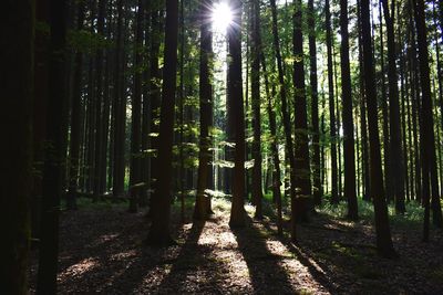 View of bamboo trees in forest