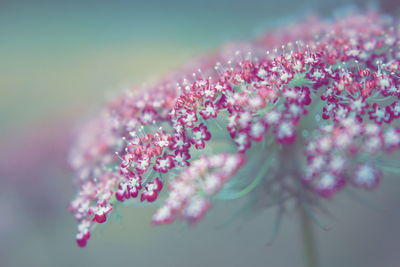 Close-up of pink cherry blossoms