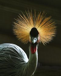 Close-up of a bird