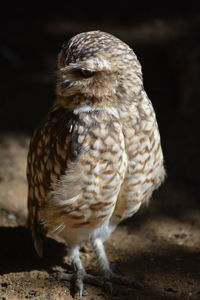 Close-up of owl perching 