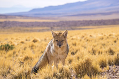 Portrait of wolf standing on land