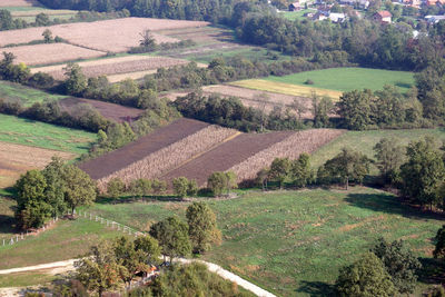 High angle view of agricultural field