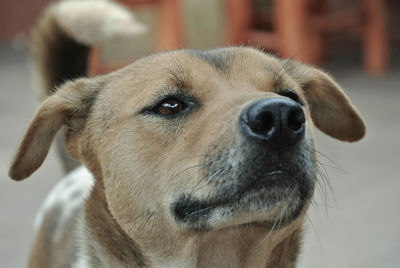 Close-up portrait of a dog looking away