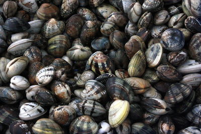 Full frame shot of seashells