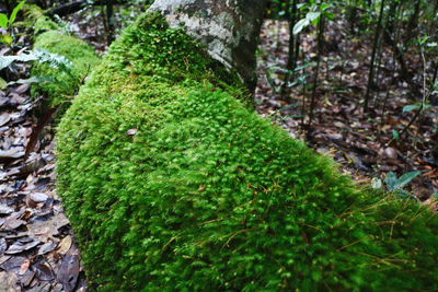 Close-up of moss growing on tree trunk