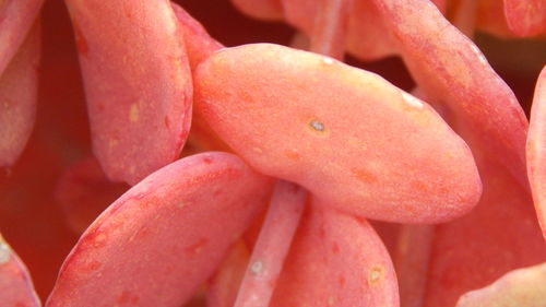 Macro shot of red chili