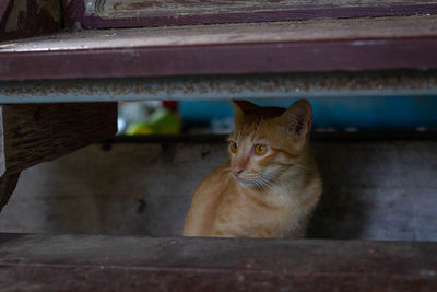 Portrait of a cat looking away