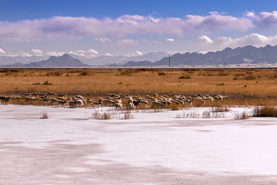 Tibetan antelope on the plateau in snow area