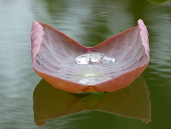 Close-up of flower in water