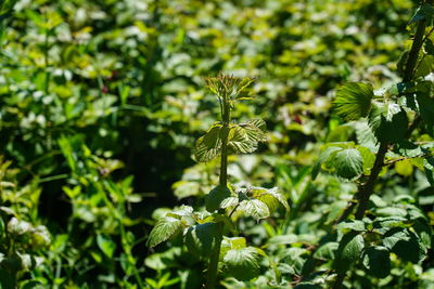 Close-up of flowering plant