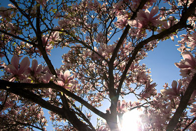 Low angle view of cherry blossoms against sky