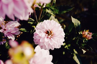 Close-up of bee pollinating flower