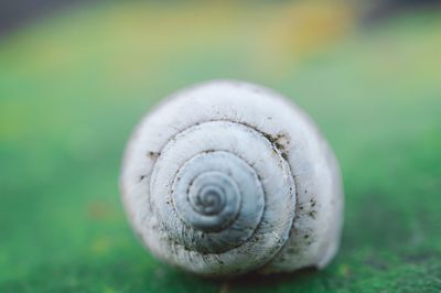 Close-up of snail on leaf