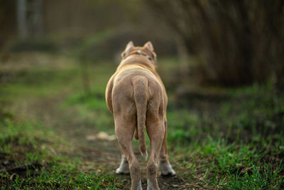 View of a dog on field