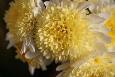 Close-up of yellow flower