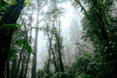 Trees in forest