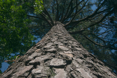 Directly below shot of tree trunk against sky