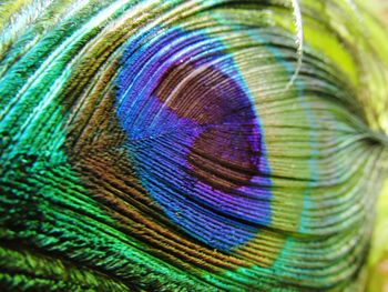 Extreme close up of feathers