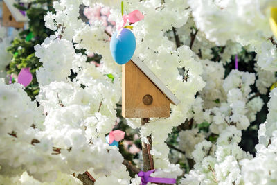 Close-up of white cherry blossoms. easter concept 