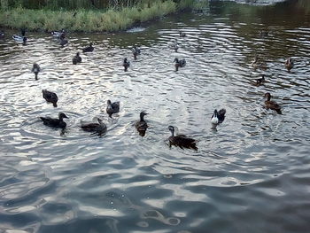 Ducks swimming in lake