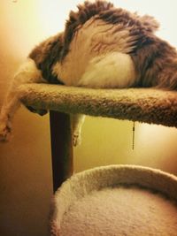 Close-up of cat sleeping