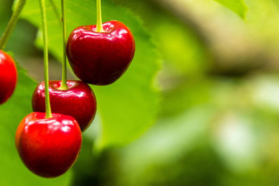 Close-up of apples on tree