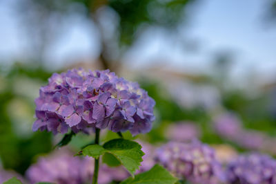 Close-up of purple flowering plant