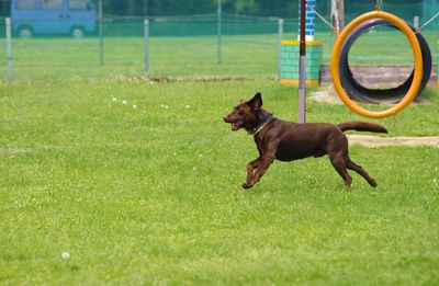 Dog on field