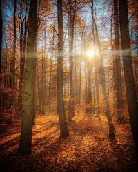 Sunlight streaming through trees in forest