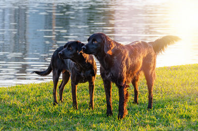 View of dogs on riverbank