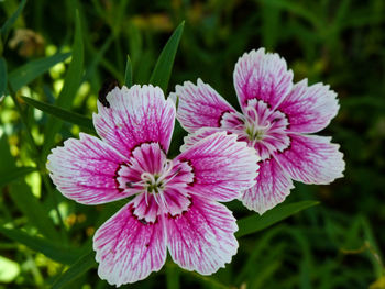 Close-up of pink flowering plant