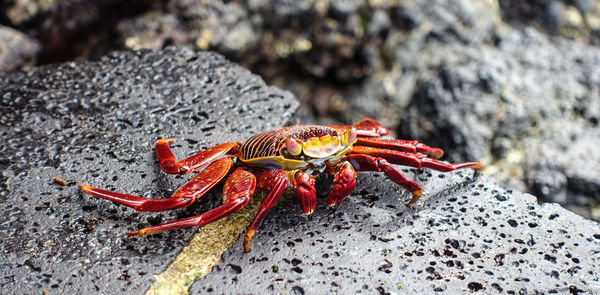 Close-up of red crab on rock at beach