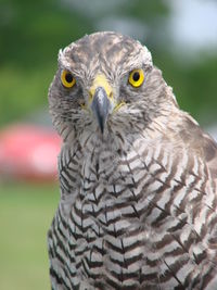 Close-up portrait of hawk