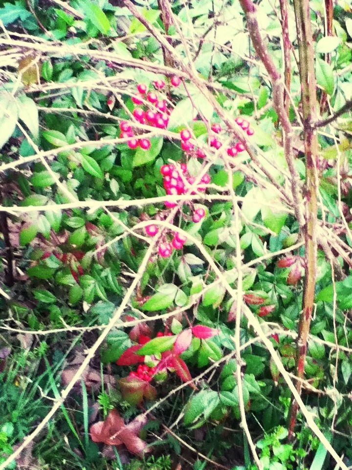 growth, plant, leaf, freshness, nature, flower, beauty in nature, close-up, red, fragility, focus on foreground, branch, day, outdoors, field, green color, growing, stem, no people, twig