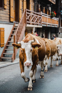 Cows on field