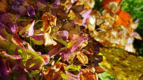 Close-up of maple leaves on plant during autumn