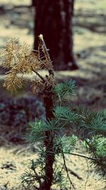 Close-up of plant against blurred background