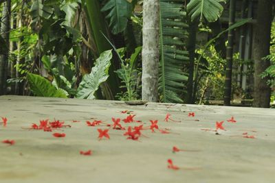 Close-up of plants against trees