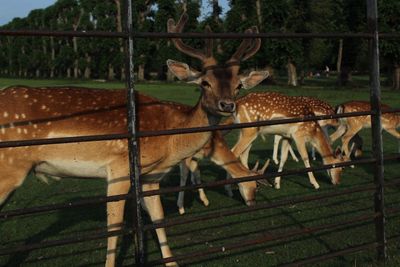 Deer in a field seen through fence