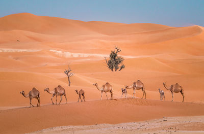 View of sand dunes in desert against the sky
