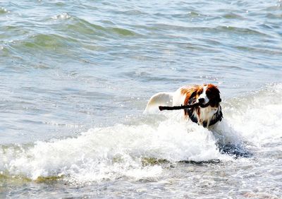 Dog in sea