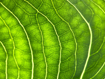 Full frame shot of green leaf