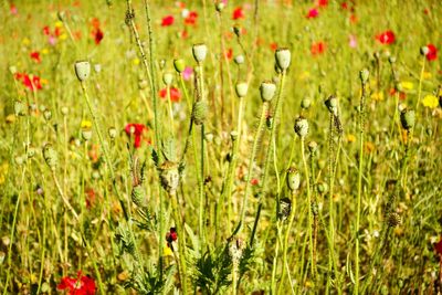 Full frame shot of red flowers growing in field