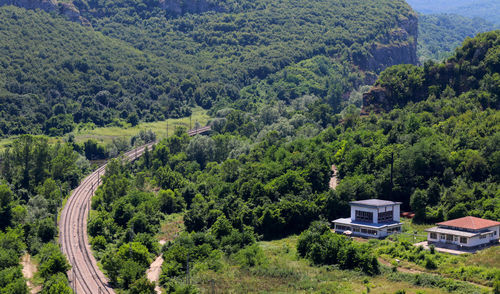 High angle view of trees in forest