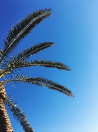 Low angle view of palm tree against clear blue sky