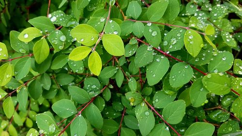 Full frame shot of leaves