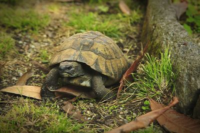 Close-up of turtle looking away