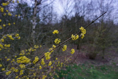 Close-up of yellow flowering plant on field