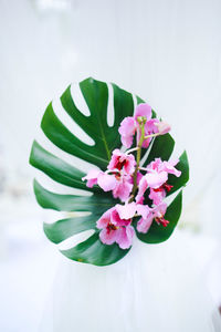 Close-up of pink flowering plant